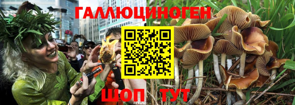 Псилоцибиновые грибы GOLDEN TEACHER  где можно купить   Саратов  Вход с VPN 